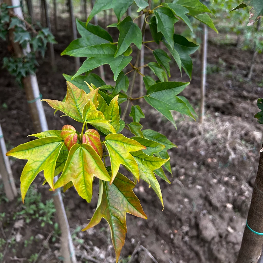 Acer buergerianum, 20,5 cm, ± 25 años, fotografiado con colores